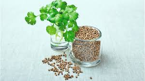 coriander